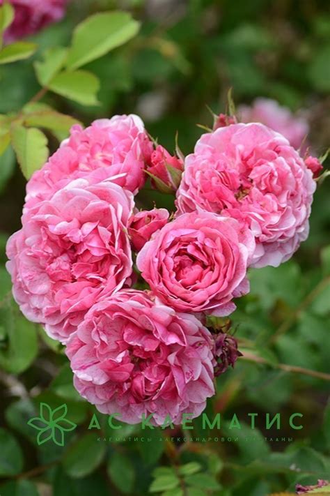 Купить Роза Морден Руби (Morden Ruby) — АС-Клематис