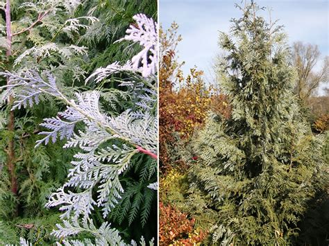 Туя корейская: фото, сорта, посадка и уход