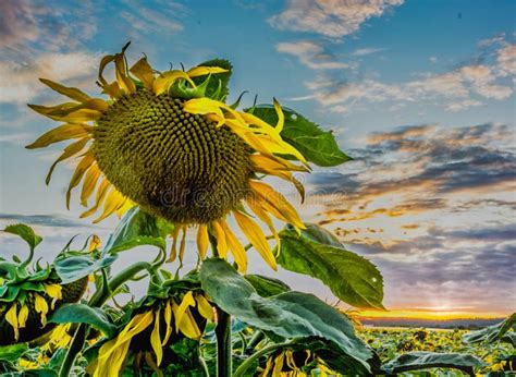 Sunflower Field at Sunset in Summer Stock Image - Image of field ...