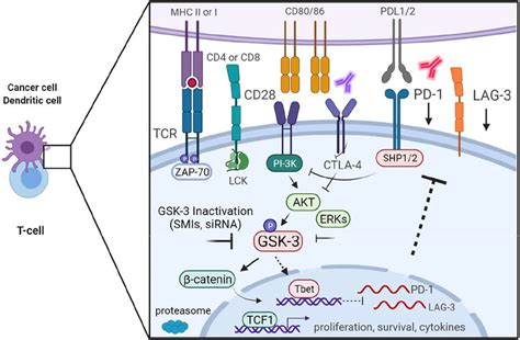 Gsk 3 Regulates Pd 1 And Lag3 Expression For Enhanced T Cell Reactivity