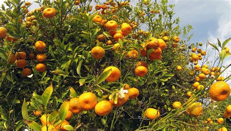 Naranjo Dulce Citrus Sinensis Origen Cultivo Cuidados Y Usos