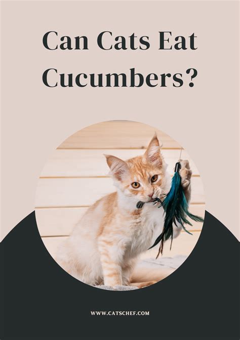 can cats have cucumbers