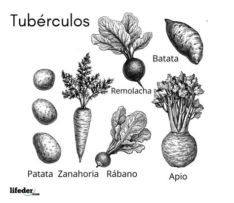 Tubérculos: definición, características, tipos, ejemplos
