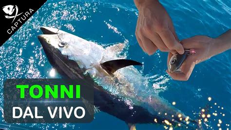 PESCA AL TONNO Tonni Dal Vivo YouTube