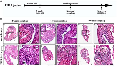 Frontiers New Insights Into The Role Of Follicle Stimulating Hormone