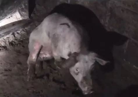 Semi Paralysed And Slumped In Their Own Waste Yet These Pigs Live On A