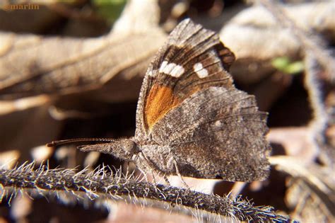 American Snout Butterfly - North American Insects & Spiders