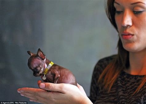 Worlds Smallest Dog Milly The Chihuahua Is 38 Inches High Daily