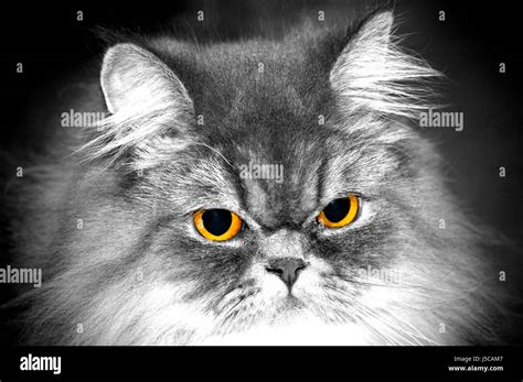 Look Glancing See View Looking Peeking Looking At Cat Eyes Noble Pussy Persian Stock Photo Alamy