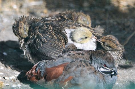 Fact Sheet: Coturnix Quail – The Avicultural Society of Australia