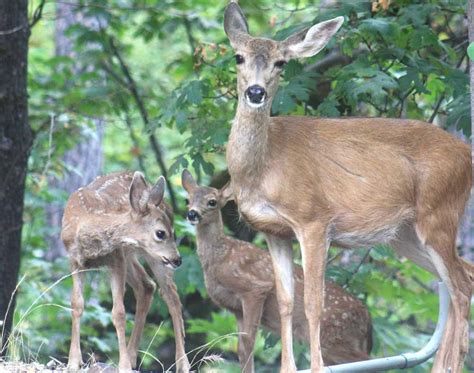 shasta-wildlife-6 | The Inn At Shasta Lake