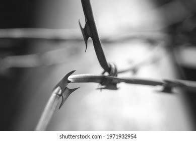 Barbed Wire On Prison Fence Stock Photo 1971932954 | Shutterstock