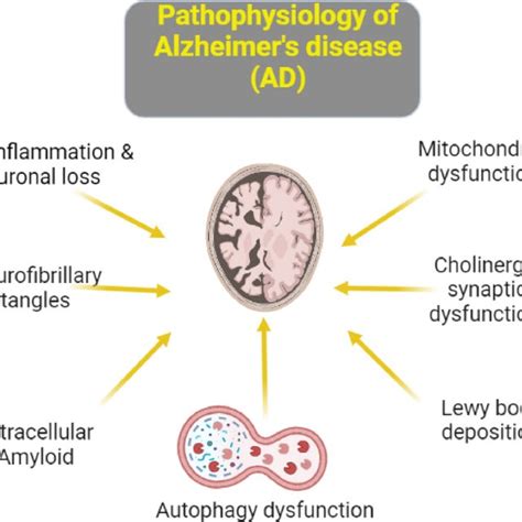 Pathophysiology Of Alzheimer’s Disease Ad Download Scientific Diagram