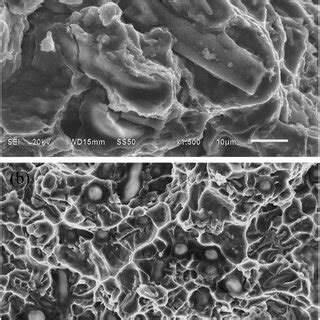 Scanning Electron Micrographs Of The AlSi Alloy Showing The Fatigue