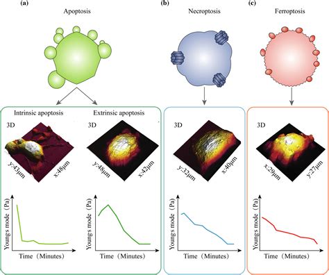 Special Contribution Of Atomic Force Microscopy In Cell Death Research