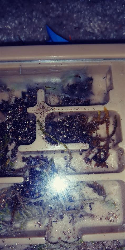 Queen Carpenter Ant Laying Eggs