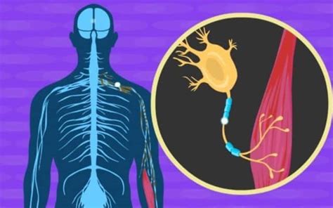 Esclerose Lateral Amiotrófica (ELA) - Causas e Sintomas | Dr Diego de ...