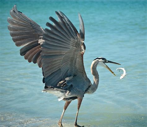 Interesting Facts About Great Blue Herons Is Surprising Byrder