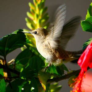 Baby Hummingbird Feeding Photograph by Veronica Vandenburg - Fine Art ...