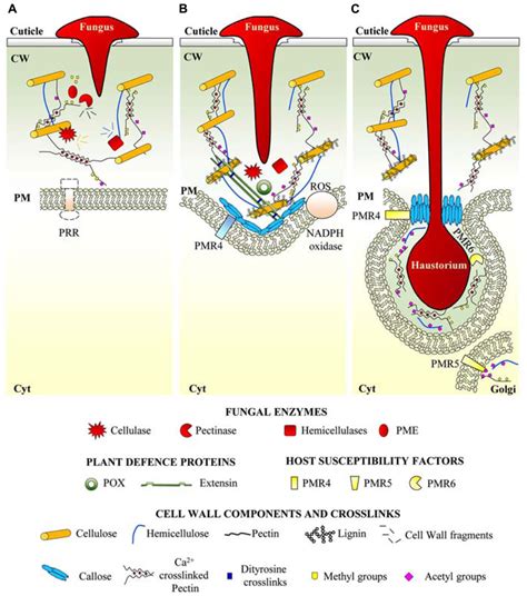 Cell Wall Dynamics During Necrotrophs Invasion A Necrotrophic Fungi