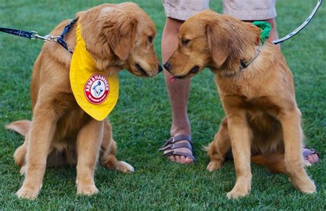 Meet the Baseball Dogs: The Team Bat Dogs and Entertainers of Baseball | Bat dog, Dogs, American ...