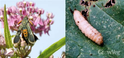 Protect Your Crops From Squash Bugs And Squash Vine Borers