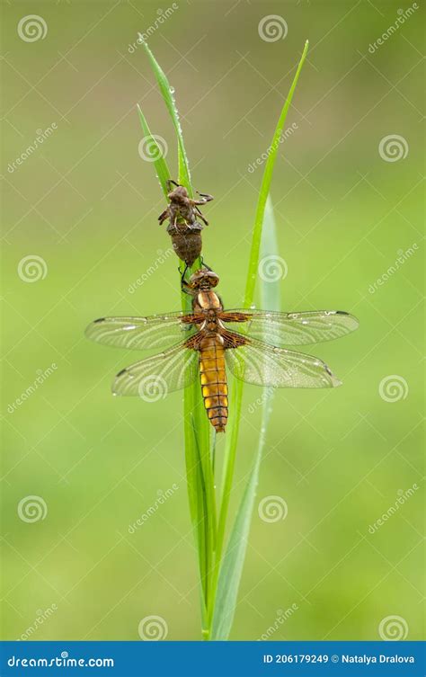 Dragonfly Larvae In Water