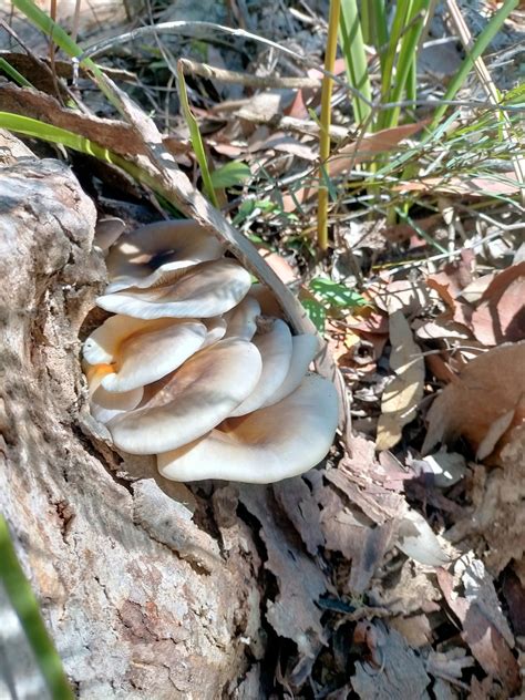 Ghost Fungus From Hazelbrook NSW 2779 Australia On April 23 2024 At