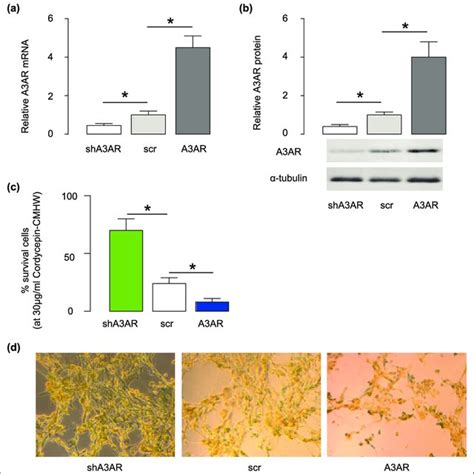 A3AR Overexpression Mimics The Effects Of Cordycepin CMHW On Bladder