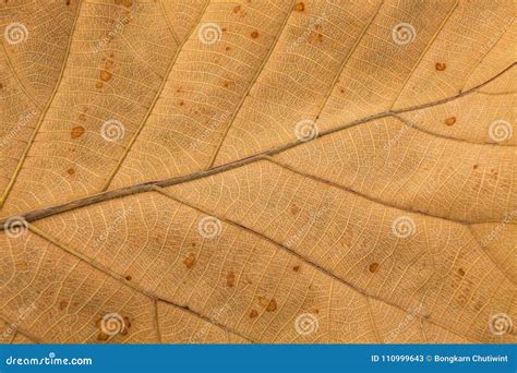 Venation Patterns of Dry Leaf Stock Image - Image of biology, climate: 110999643