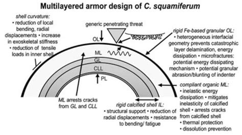 Three Layered Shell Of Deep Sea Snail Could Inspire Next Gen Body Armour