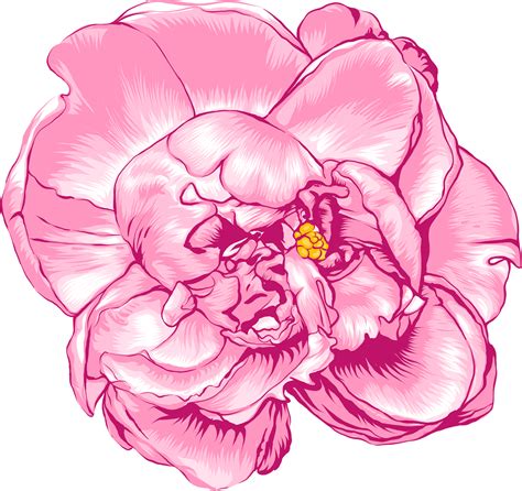 peony flower drawing