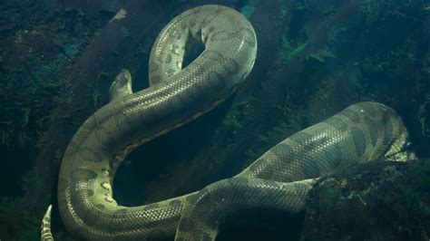 World's Largest Snake Green Anaconda: Size, Weight, Habitat, Photos and ...