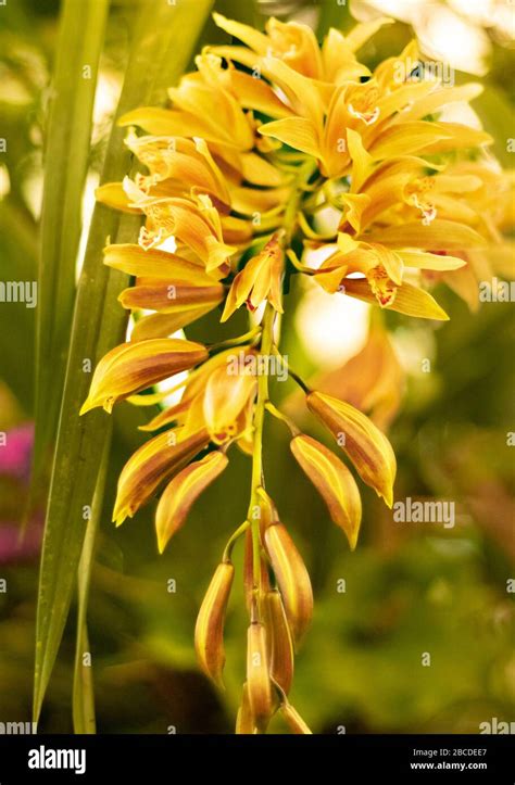 Beautiful Flower India Sikkim Flower Hi Res Stock Photography And