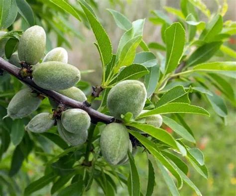 12 Different Types of Almond Trees & Identifying Features