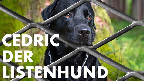 Cedric Der Labrador 186 Cedric Der Listenhund YouTube