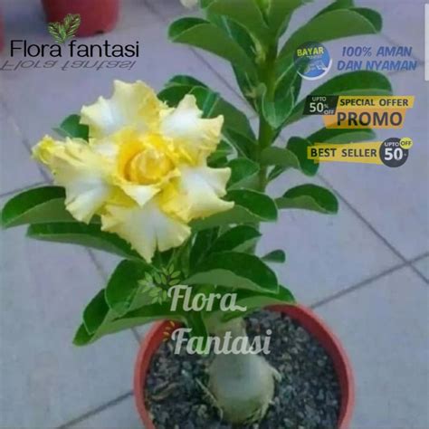 Jual Terlaris Tanaman Hias Adenium Kamboja Jepang Pohon Adenium