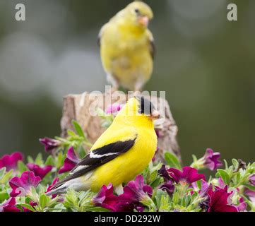 American Goldfinch (Carduelis tristis) pair in winter, Nova Scotia