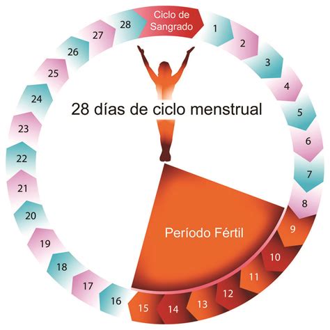 Ovulación y fertilidad El Siglo de Torreón