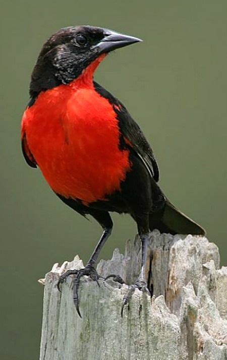 60 Birds from Trinidad & Tobago ideas | birds, trinidad, trinidad and ...