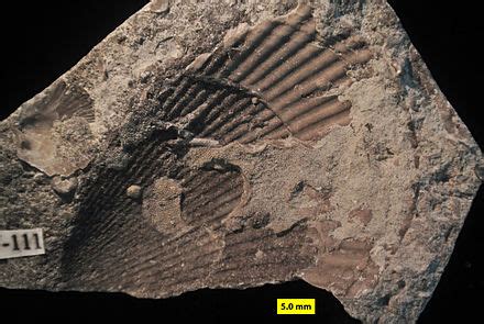 Ordovician - Wikipedia