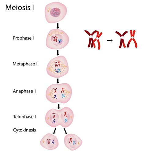 Cell Mitosis Microscope Hot Sex Picture