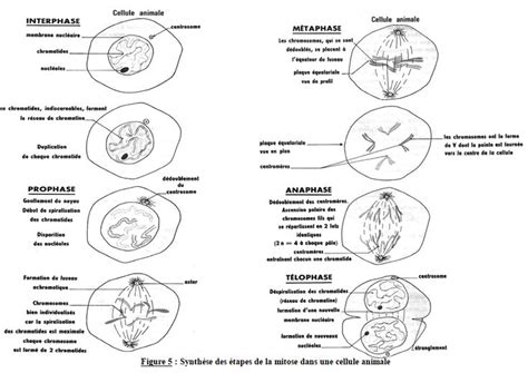 La Division Cellulaire Ou Mitose Er S Sunudaara