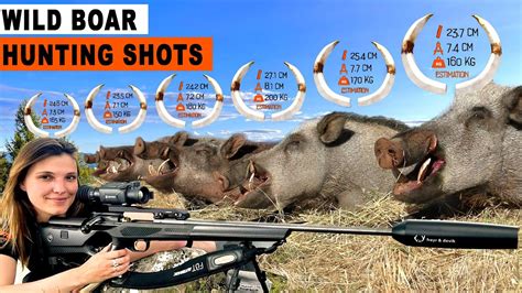 Wild Boar Hunting Shots Chasse Au Sanglier Feat Divinechasse 2023