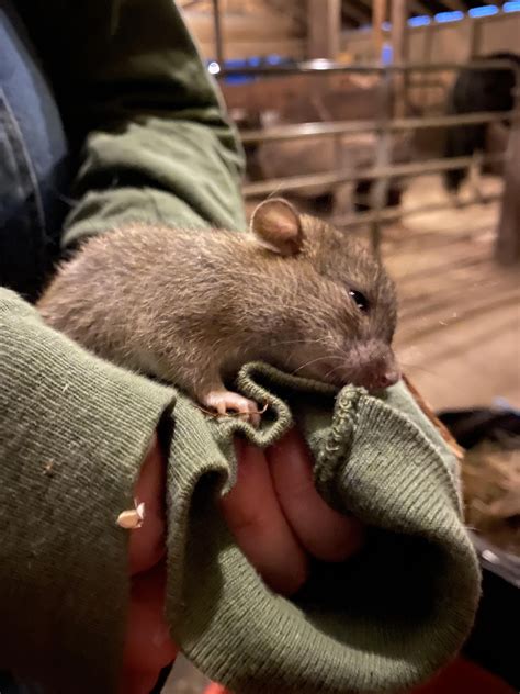 I thought this guy was a rat or a vole, but the shape of his head is