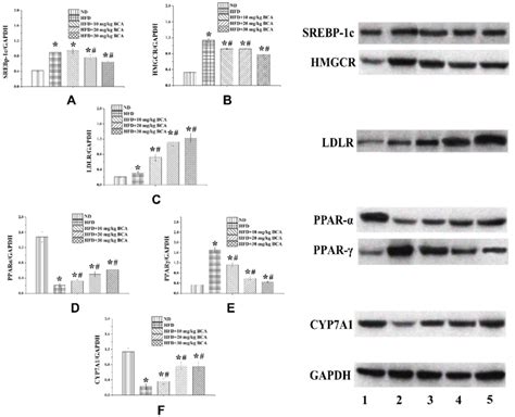 Protein Expression Levels Of Srebp C Hmgcr Ldlr Ppar Ppar And