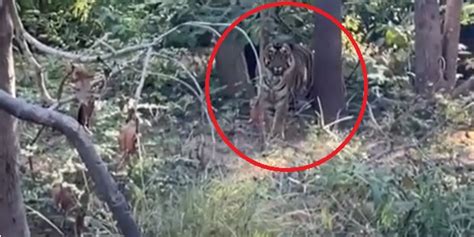 Watch Tiger Sighted In Debrigarh Wildlife Sanctuary For Nd Time In A