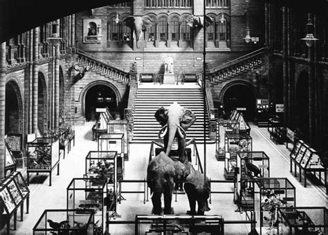 A History In Pictures The Museums Hintze Hall Natural History Museum