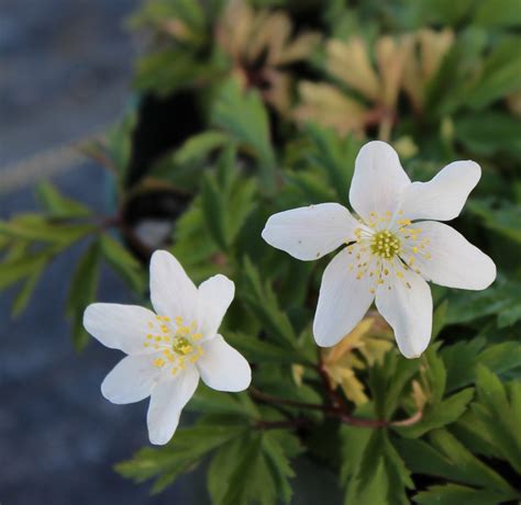 Edelweiss Perennials. Anemone nemorosa 'Jan'