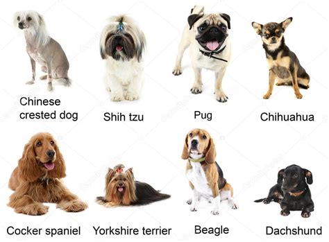 Different Breeds Of Dogs Together Stock Photo By ©belchonock 93111006